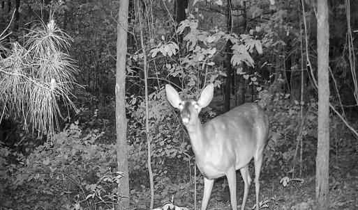 Photo #25 of Off Jesse Smith Rd, Laurel Hill, NC 22.5 acres