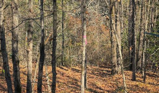 Photo #28 of Off Jesse Smith Rd, Laurel Hill, NC 22.5 acres
