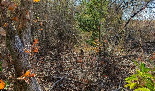 Photo #29 of Off Jesse Smith Rd, Laurel Hill, NC 22.5 acres