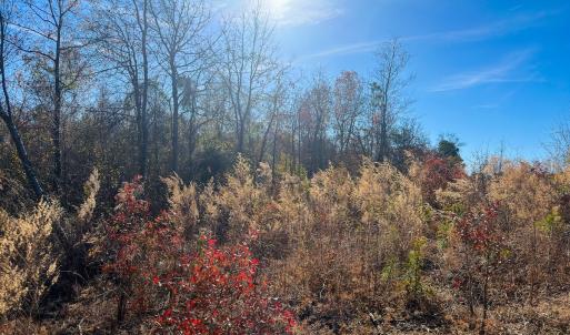 Photo #30 of Off Jesse Smith Rd, Laurel Hill, NC 22.5 acres