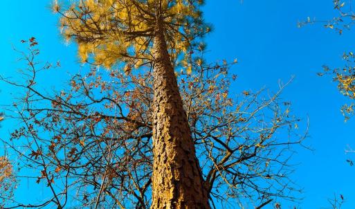 Photo #33 of Off Jesse Smith Rd, Laurel Hill, NC 22.5 acres