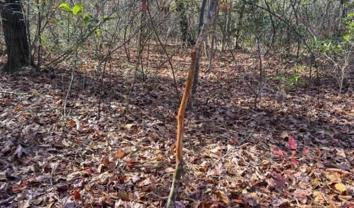 Photo #34 of Off Jesse Smith Rd, Laurel Hill, NC 22.5 acres