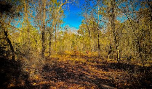 Photo #46 of Off Jesse Smith Rd, Laurel Hill, NC 22.5 acres