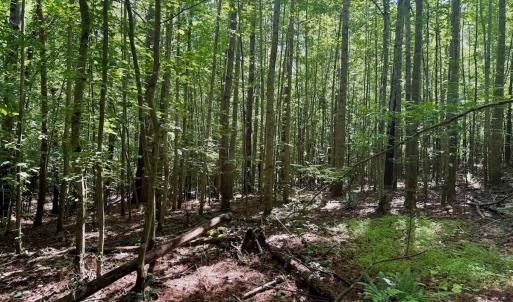 Photo #66 of Off Stone Drive, Roxboro, NC 40.8 acres