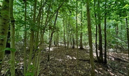 Photo #73 of Off Stone Drive, Roxboro, NC 40.8 acres