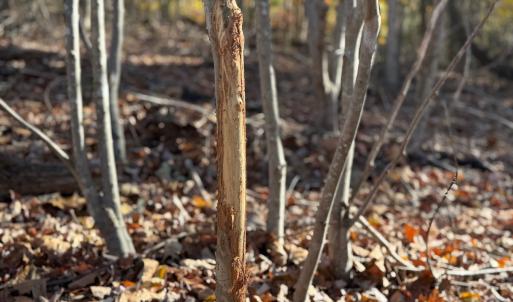 Photo #12 of Off Beulah Road, Rocky Mount, VA 15.1 acres