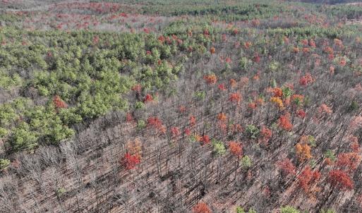 Photo #12 of Off Lemon Ridge Lane, Appomattox, VA 9.2 acres