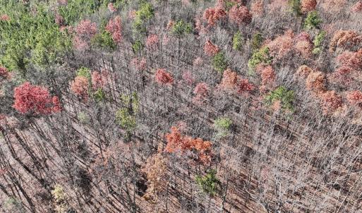 Photo #4 of Off Lemon Ridge Lane, Appomattox, VA 9.2 acres