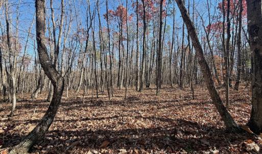 Photo #7 of Off Lemon Ridge Lane, Appomattox, VA 9.2 acres