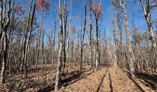 Photo #23 of Off Lemon Ridge Lane, Appomattox, VA 9.2 acres