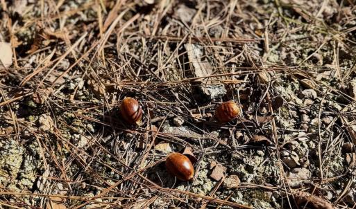 Photo #18 of Off Lemon Ridge Lane, Appomattox, VA 9.2 acres