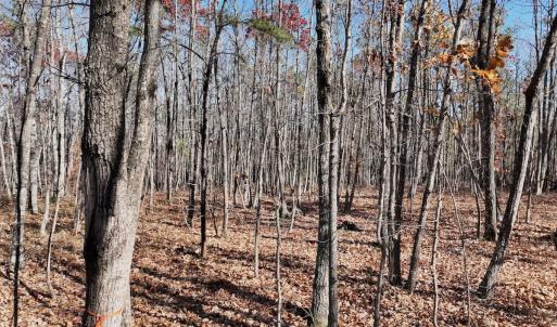 Photo #19 of Off Lemon Ridge Lane, Appomattox, VA 9.2 acres