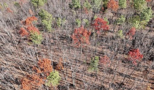 Photo #20 of Off Lemon Ridge Lane, Appomattox, VA 9.2 acres