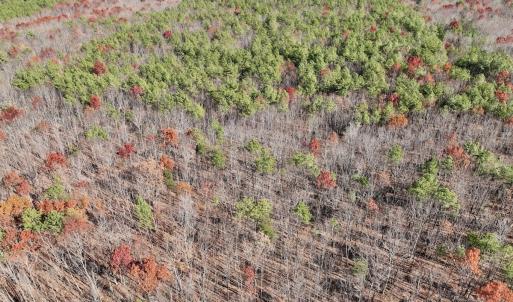 Photo #28 of Off Lemon Ridge Lane, Appomattox, VA 9.2 acres