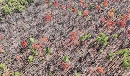 Photo #29 of Off Lemon Ridge Lane, Appomattox, VA 9.2 acres