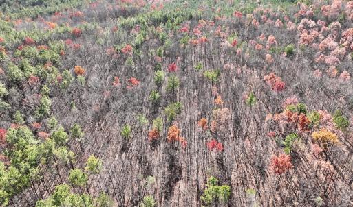 Photo #30 of Off Lemon Ridge Lane, Appomattox, VA 9.2 acres