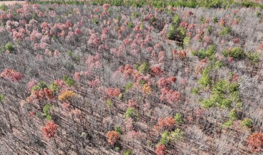 Photo #31 of Off Lemon Ridge Lane, Appomattox, VA 9.2 acres