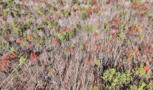 Photo #32 of Off Lemon Ridge Lane, Appomattox, VA 9.2 acres