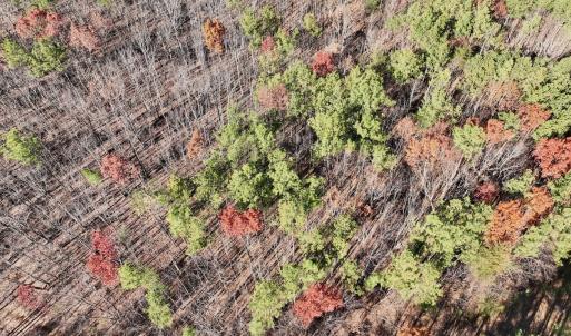 Photo #34 of Off Lemon Ridge Lane, Appomattox, VA 9.2 acres