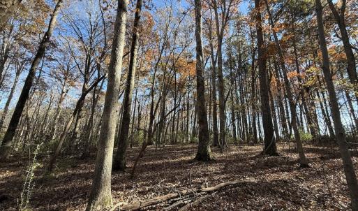 Photo #10 of Off NC HWY 902, Pittsboro, NC 8.3 acres