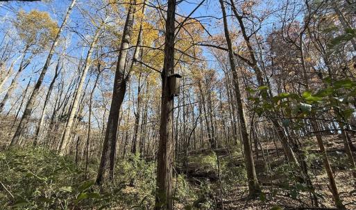 Photo #21 of Off NC HWY 902, Pittsboro, NC 8.3 acres