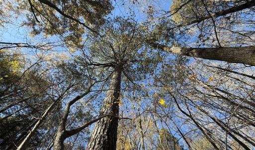 Photo #27 of Off NC HWY 902, Pittsboro, NC 8.3 acres