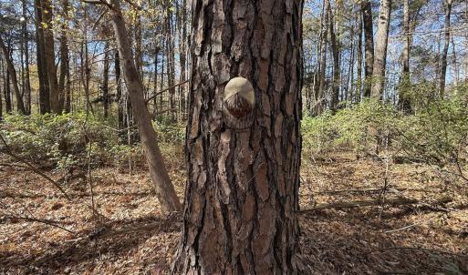 Photo #3 of Off NC HWY 902, Pittsboro, NC 8.3 acres