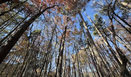 Photo #58 of Off NC HWY 902, Pittsboro, NC 8.3 acres