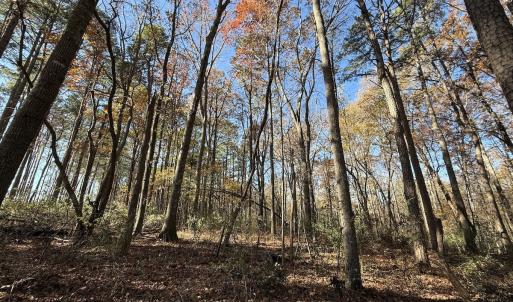 Photo #59 of Off NC HWY 902, Pittsboro, NC 8.3 acres