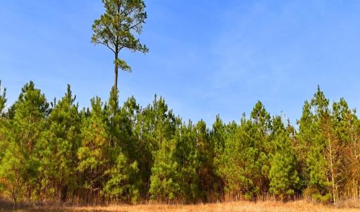 Photo #1 of Off Lagrange Rd, La Grange, NC 86.7 acres