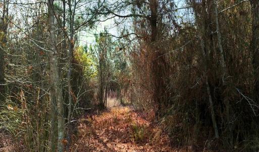 Photo #11 of Off Lagrange Rd, La Grange, NC 86.7 acres