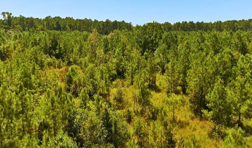 Photo #12 of Off Lagrange Rd, La Grange, NC 86.7 acres