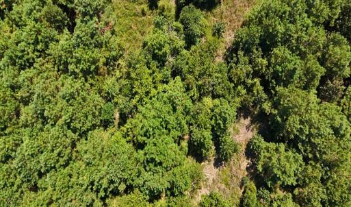 Photo #13 of Off Lagrange Rd, La Grange, NC 86.7 acres