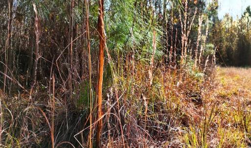 Photo #18 of Off Lagrange Rd, La Grange, NC 86.7 acres