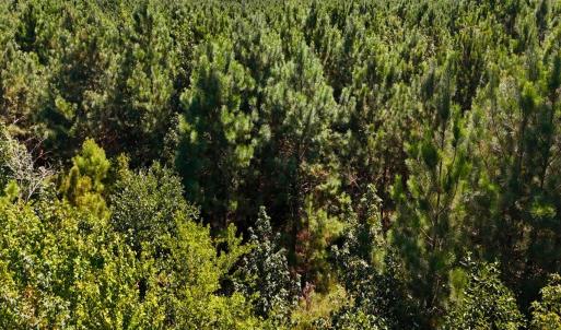 Photo #19 of Off Lagrange Rd, La Grange, NC 86.7 acres