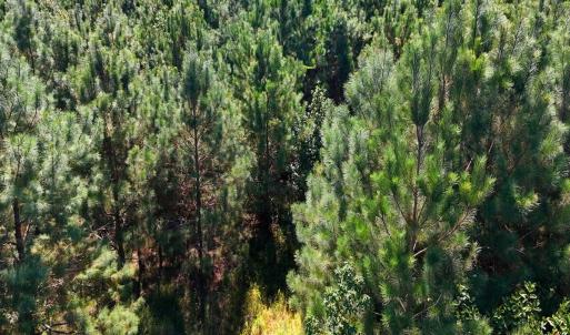 Photo #20 of Off Lagrange Rd, La Grange, NC 86.7 acres