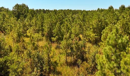 Photo #26 of Off Lagrange Rd, La Grange, NC 86.7 acres