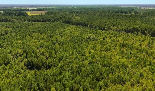 Photo #8 of Off Lagrange Rd, La Grange, NC 86.7 acres