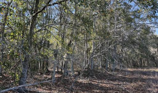 Photo #15 of Off of Macedonia Church Road, Evergreen, NC 17.3 acres