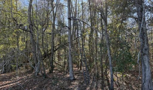 Photo #16 of Off of Macedonia Church Road, Evergreen, NC 17.3 acres