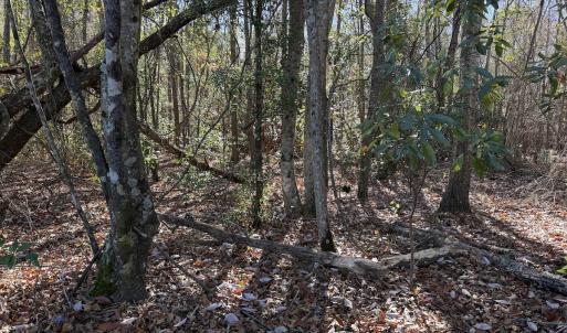 Photo #17 of Off of Macedonia Church Road, Evergreen, NC 17.3 acres