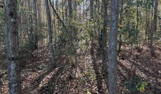 Photo #18 of Off of Macedonia Church Road, Evergreen, NC 17.3 acres