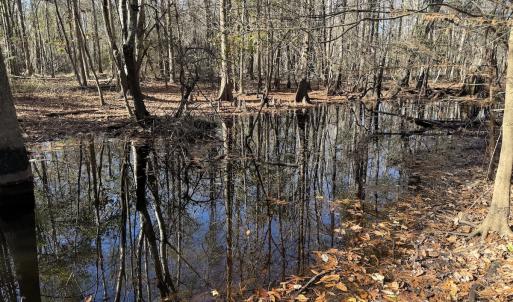 Photo #19 of Off of Macedonia Church Road, Evergreen, NC 17.3 acres