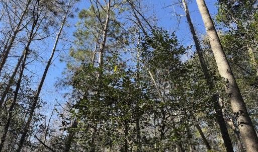 Photo #21 of Off of Macedonia Church Road, Evergreen, NC 17.3 acres