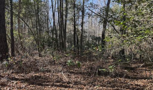 Photo #22 of Off of Macedonia Church Road, Evergreen, NC 17.3 acres