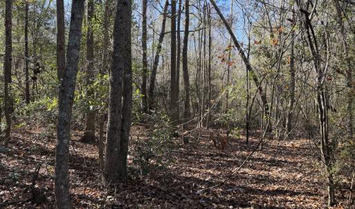 Photo #23 of Off of Macedonia Church Road, Evergreen, NC 17.3 acres