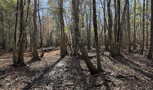 Photo #25 of Off of Macedonia Church Road, Evergreen, NC 17.3 acres