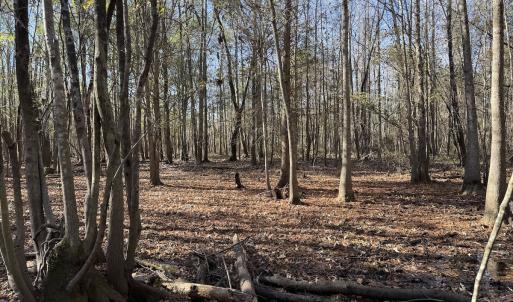 Photo #26 of Off of Macedonia Church Road, Evergreen, NC 17.3 acres