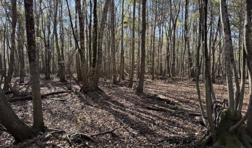 Photo #29 of Off of Macedonia Church Road, Evergreen, NC 17.3 acres