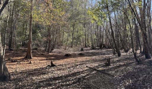 Photo #31 of Off of Macedonia Church Road, Evergreen, NC 17.3 acres